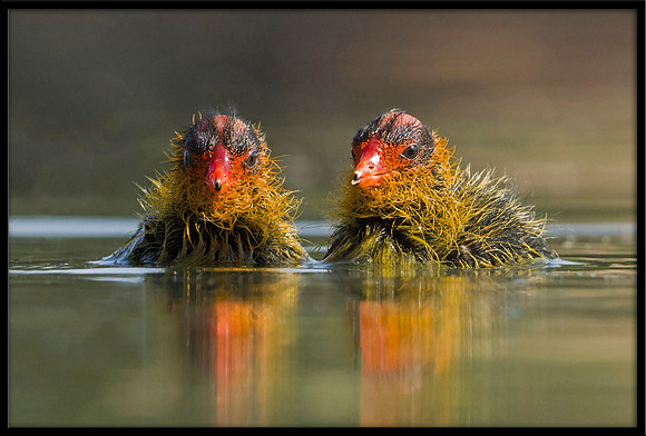 American Coot chicks