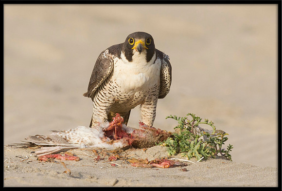 Peregrine Falcon