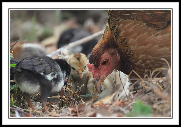 Mom and 1 week old chicks establishing pecking order