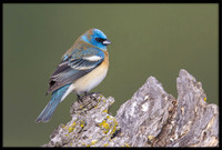Lazuli Bunting