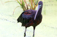 Glossy Ibis