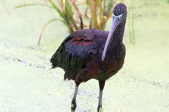 Glossy Ibis