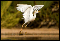 Western Cattle Egret