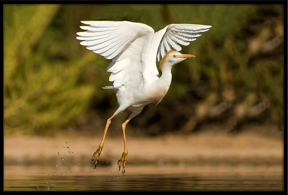 Western Cattle Egret