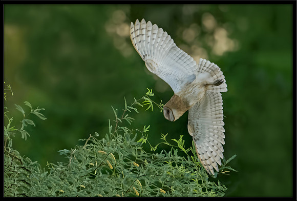 Barn Owl