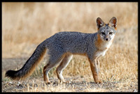 Grey Fox