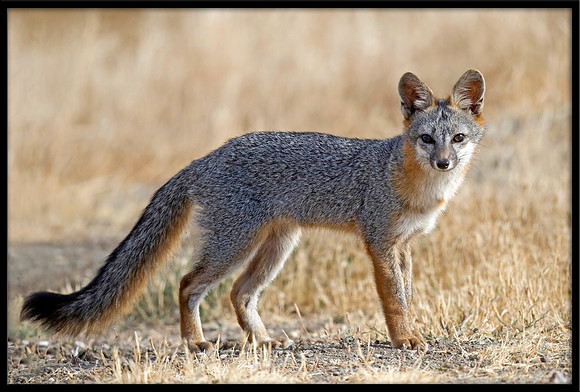 Grey Fox