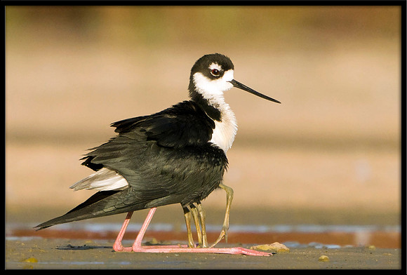 Black-necked Stilt chicks with parent