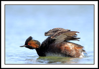 Eared Grebe