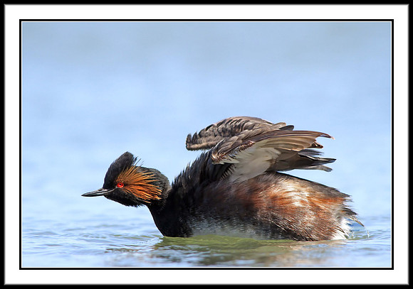 Eared Grebe