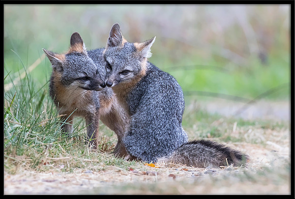 Grey Fox