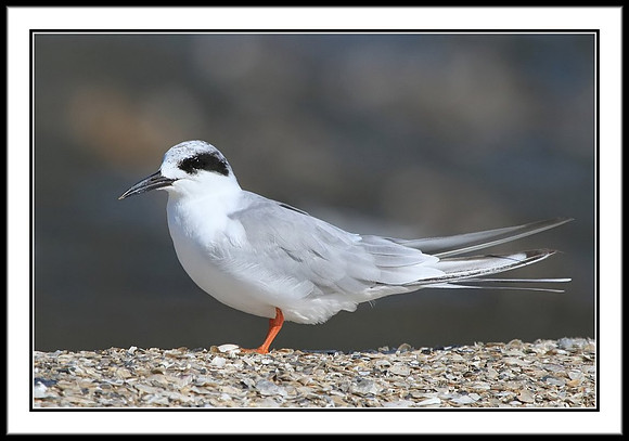 Tern