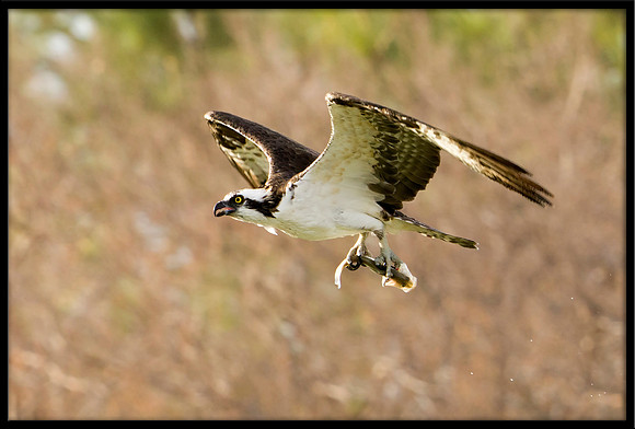 Osprey