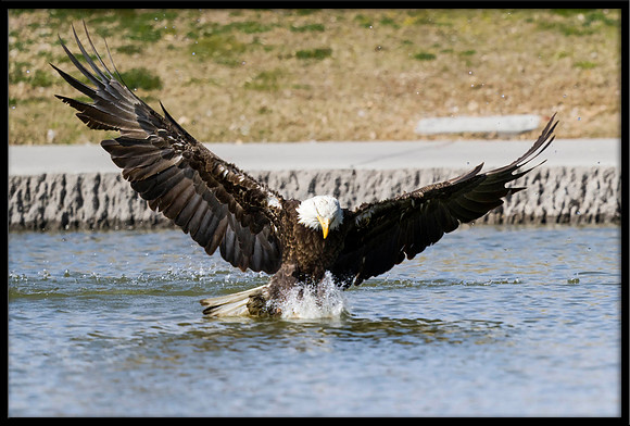 Bald Eagle