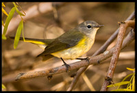 American Redstart (female)