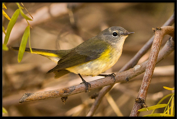 American Redstart (female)