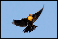 Yellow-headed Blackbird