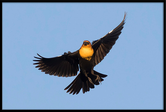 Yellow-headed Blackbird