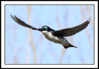 Tree Swallow