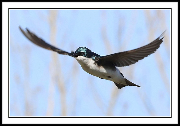 Tree Swallow
