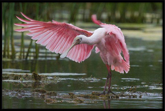 Roseate Spoonbill