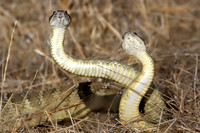 Rattlesnakes mating