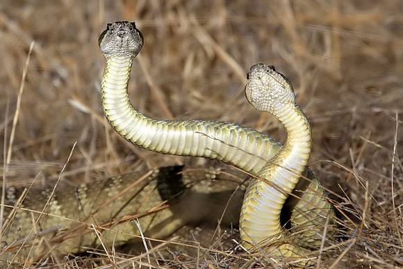 Rattlesnakes mating