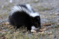 Skunks