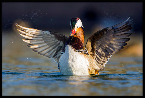 Mandarin Duck