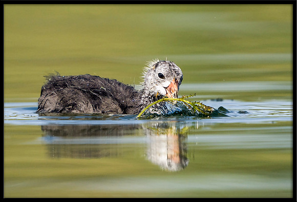 American Coot