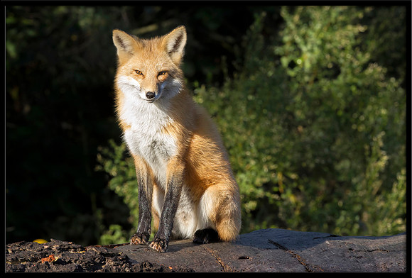 Red Fox