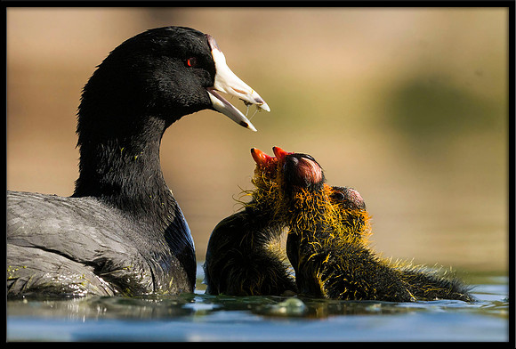 American Coot Feeding Chicks