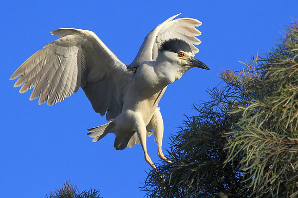 Black-crowned Night Heron
