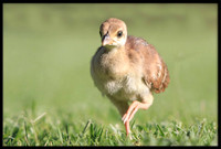 Peachick