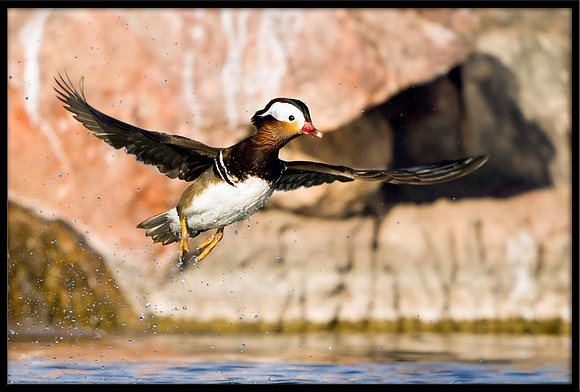 Mandarin Duck