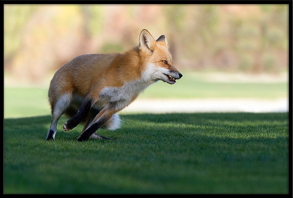 Red Fox