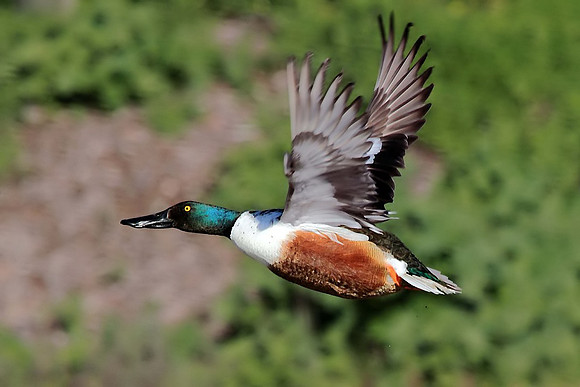 Northern Shoveler
