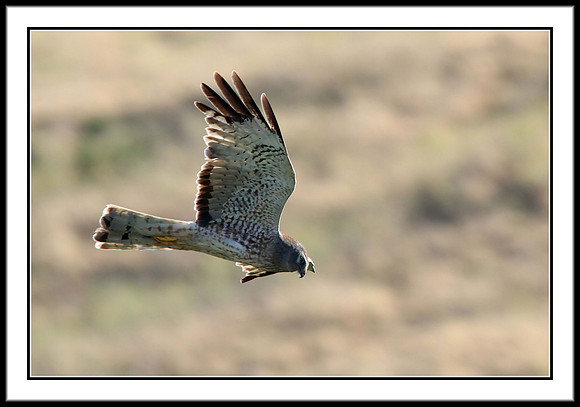 Northern Harrier