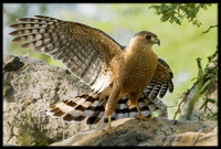 Cooper's Hawk
