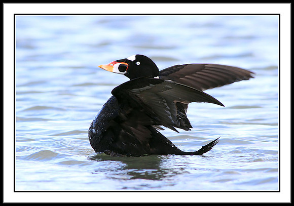 Surf Scoter