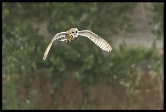 Barn Owl
