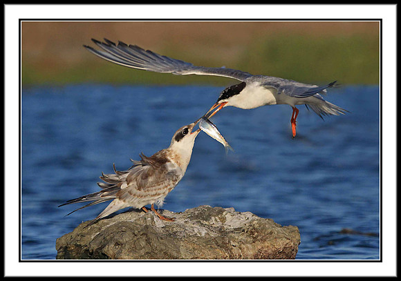 Tern Feeding Time