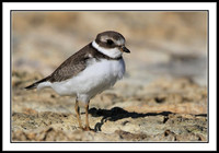 Semipalmated Plover