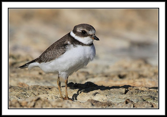 Semipalmated Plover