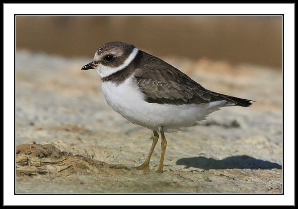 Semipalmated Plover