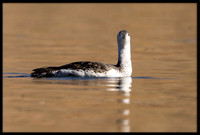 Red-throated Loon (non-breeding)