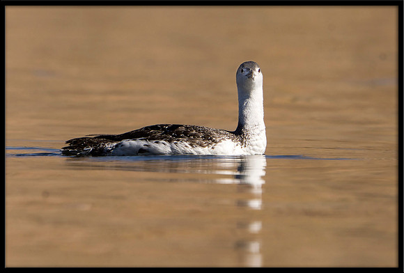 Red-throated Loon (non-breeding)