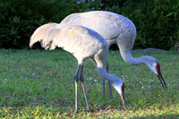 Sandhill Cranes