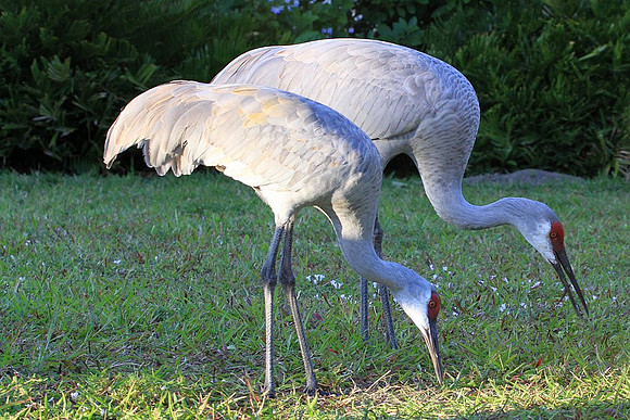 Sandhill Cranes