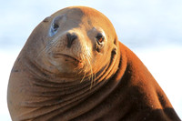 Sea Lion